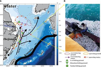 Dynamic Cause of the Sudden Death Event of Small Yellow Croaker (Larimichthys polyactis) in the East China Sea in Winter 2017